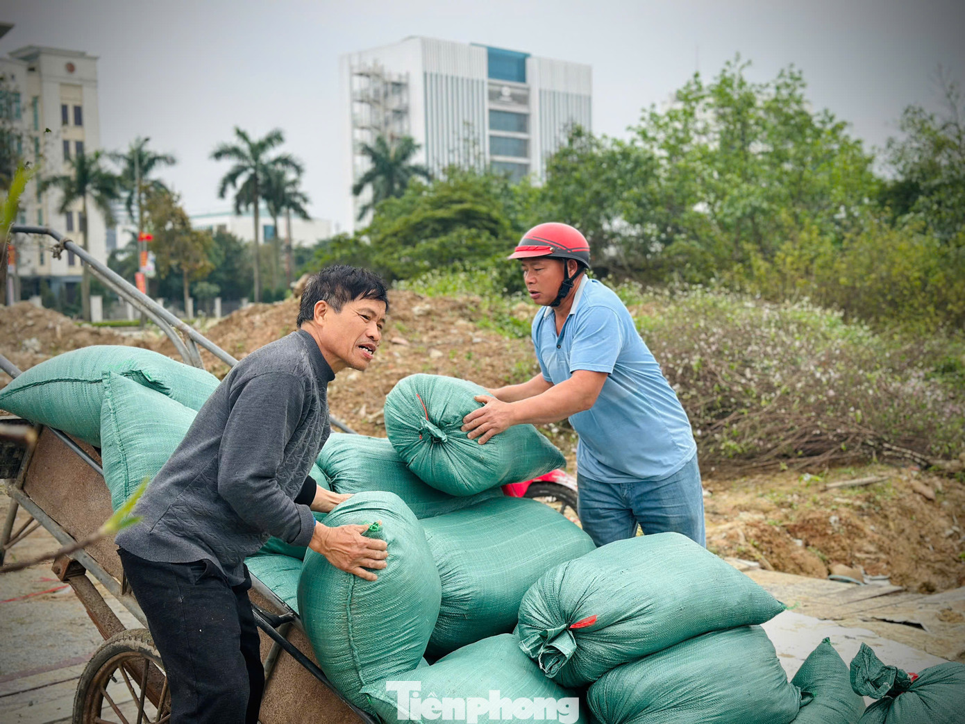 Đào cũng được bón phân, tưới nước đầy đủ, đặc biệt là thay đất, trồng lại vào luống để đảm bảo sức sống. Đào cũng được bón phân, tưới nước đầy đủ, đặc biệt là thay đất, trồng lại vào luống để đảm bảo sức sống.