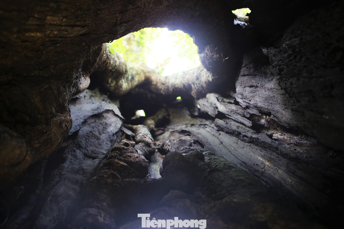 Bên trong thân cây rỗng, vỏ sần sùi.