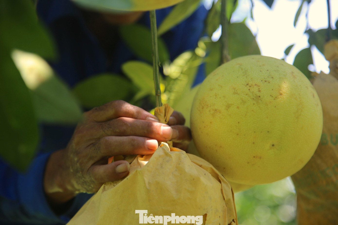Ngoài ra, để chống sâu bệnh, màu bưởi vàng đều đẹp mắt, người dân sử dụng túi bọc bưởi để bọc bưởi. Những quả xấu, còi cọc, không đạt chất lượng được người dân cắt bỏ từ trước chỉ để lại những quả to, tròn.