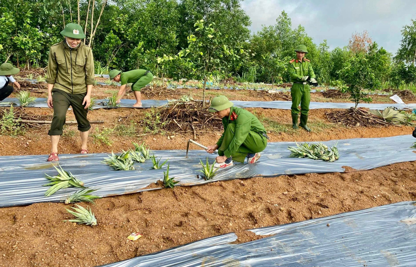 Trong những ngày qua, Chi đoàn Công an huyện Vũ Quang cũng đã huy động 20 cán bộ, chiến sĩ tham gia lao động, trồng dứa cùng bà con nhân dân.