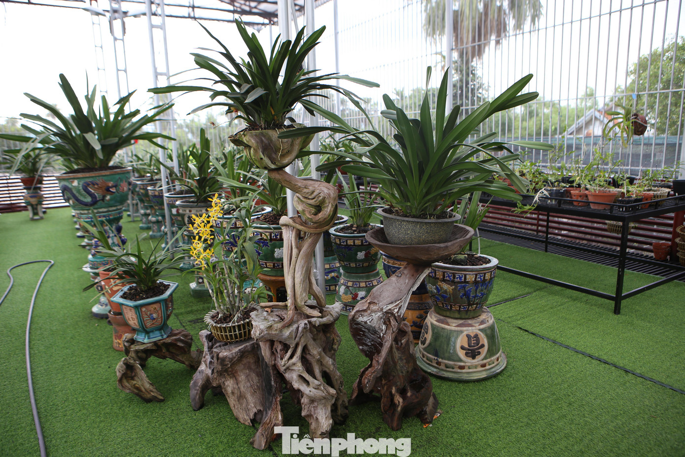 Anh tiết lộ trong vườn có những chậu lan kiếm đột biến giá hơn nửa tỷ đồng.