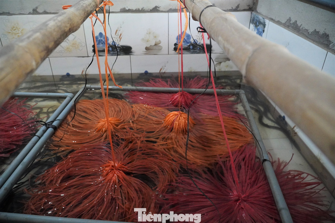 Nghĩ là làm, đầu năm 2022, ông Hà cải tạo lại khu vườn của gia đình để xây dựng 10 bể nuôi lươn bằng bê tông và các thiết bị nuôi chuyên dụng với nguồn vốn hơn 300 triệu đồng. Trong ảnh mô hình nuôi lươn được xây dựng kiên cố, ốp gạch bên trong.