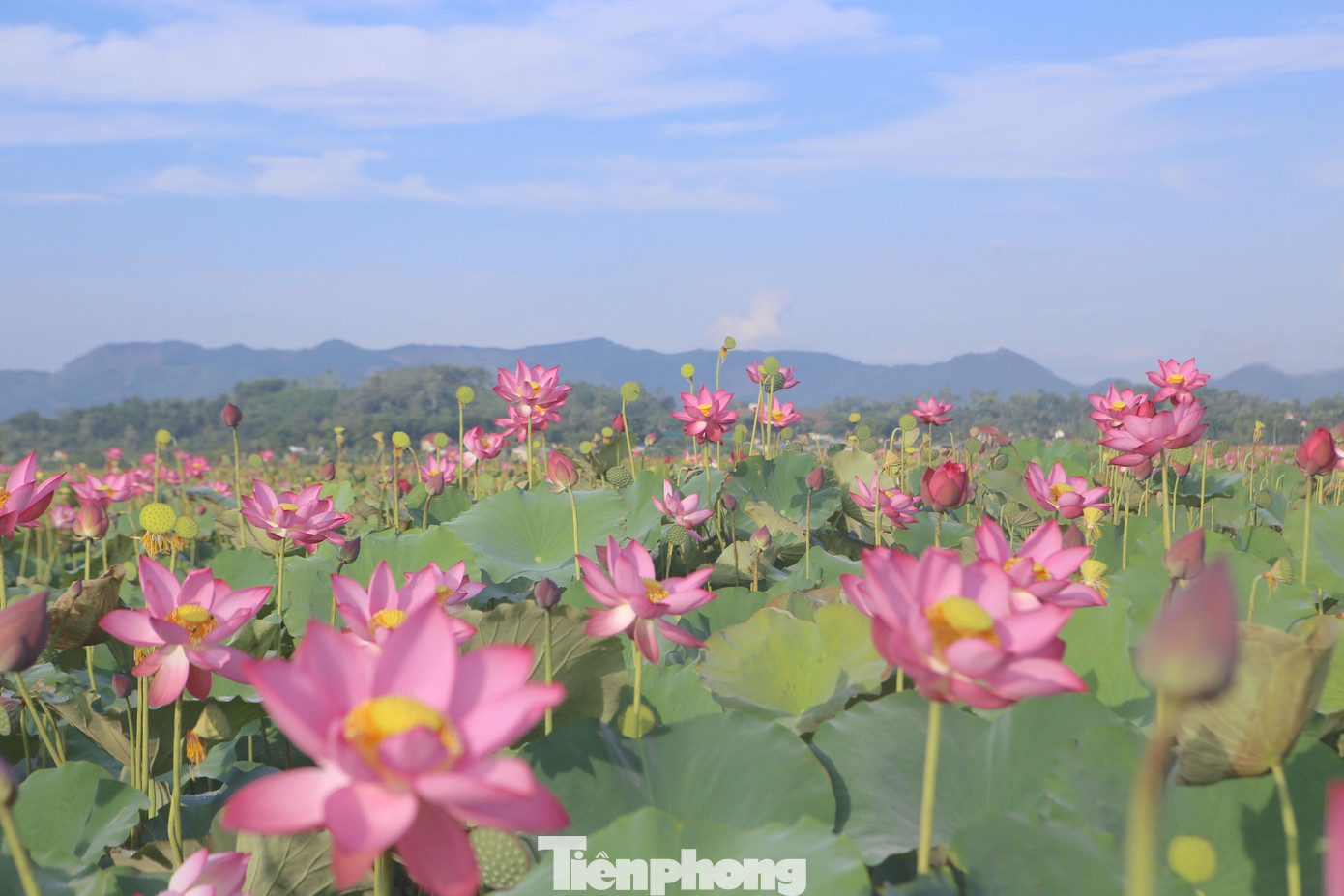 Cánh đồng rộng hơn 7ha được xem là lớn nhất tỉnh năm nay sen phát triển tươi tốt, vì không mất nhiều công chăm sóc, chi phí lại không cao mà lại cho thu nhập khá.