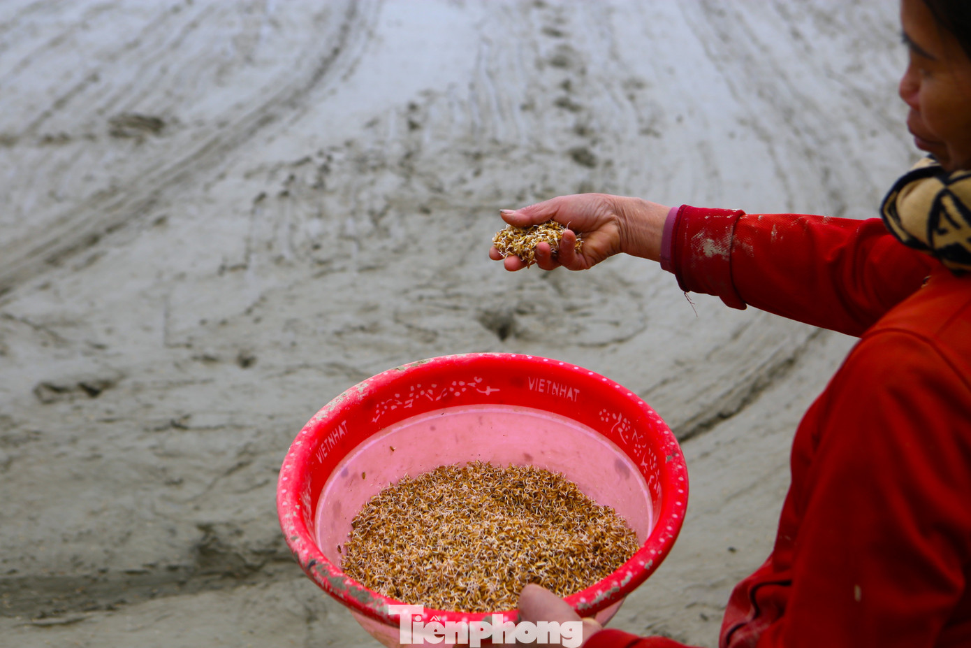 "Trời rét lắm nhưng còn có mấy hôm nữa là Tết rồi, thôi cố gắng chịu rét cố làm cho xong còn về chuẩn bị đón năm mới. Chỉ mong cho thời tiết ấm lên để bà con còn cấy hái cho kịp thời vụ và cũng như vụ lúa sắp tới sao cho mưa thuận gió hòa để dân bớt khổ", một người dân chia sẻ. "Trời rét lắm nhưng còn có mấy hôm nữa là Tết rồi, thôi cố gắng chịu rét cố làm cho xong còn về chuẩn bị đón năm mới. Chỉ mong cho thời tiết ấm lên để bà con còn cấy hái cho kịp thời vụ và cũng như vụ lúa sắp tới sao cho mưa thuận gió hòa để dân bớt khổ", một người dân chia sẻ.