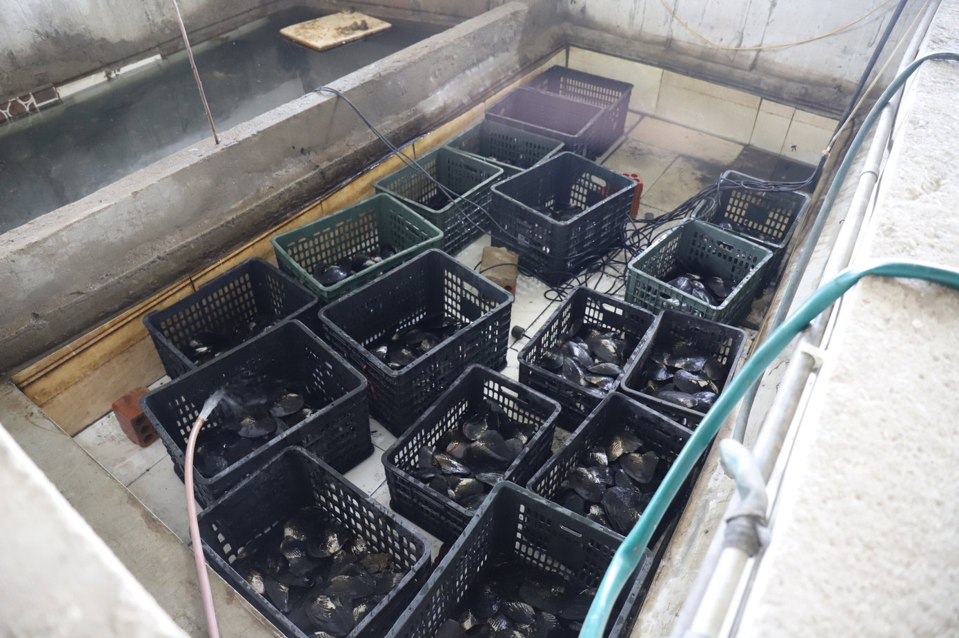 Khi ngọc thô được cấy ghép vào tế bào, toàn bộ trai sẽ được cho vào bể xi măng để nuôi. Khi ngọc thô được cấy ghép vào tế bào, toàn bộ trai sẽ được cho vào bể xi măng để nuôi.