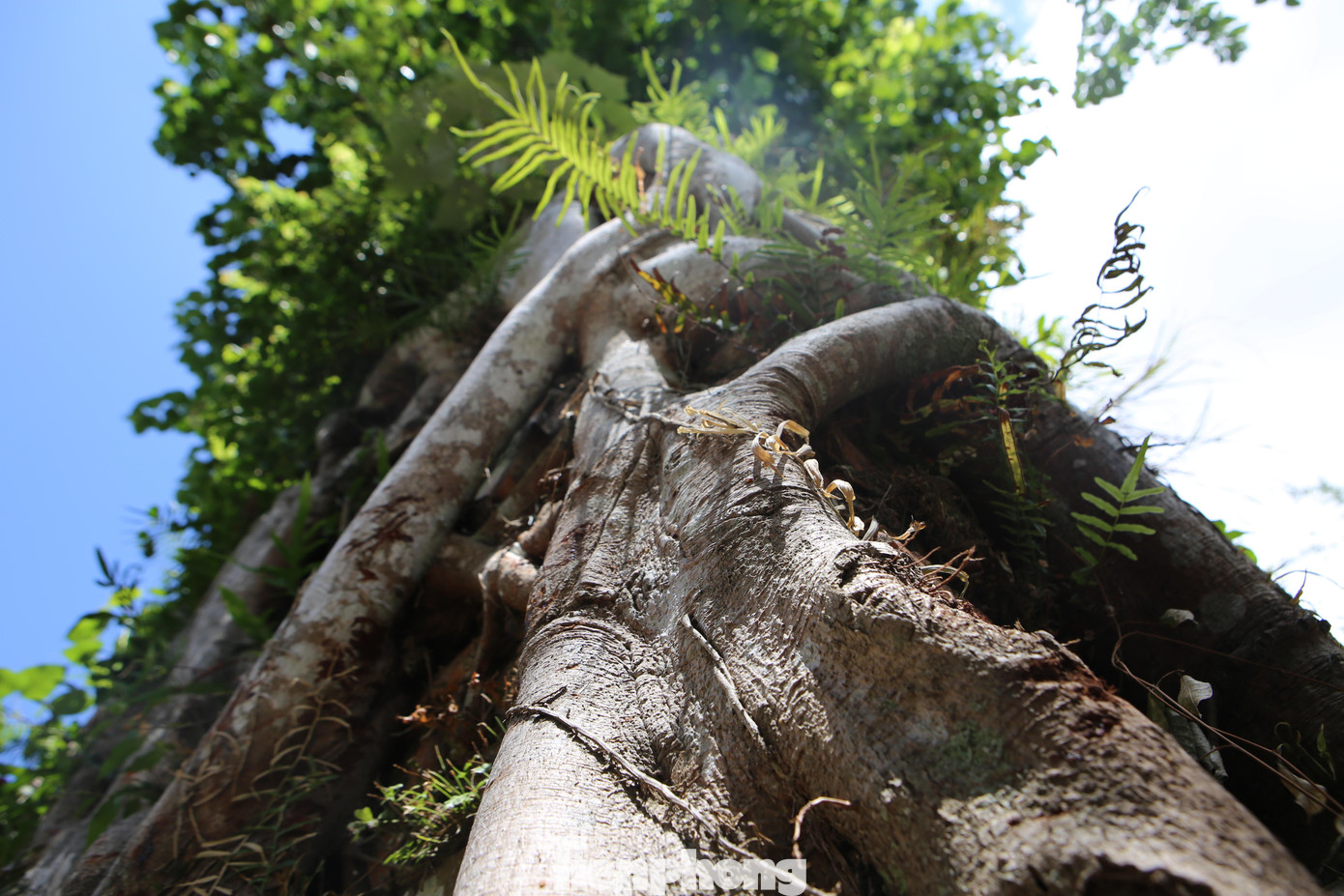 Người dân trong làng cho rằng, hình tượng cây bồ đề ôm lấy tháp là biểu tượng của tình nghĩa phu thê sắt son.