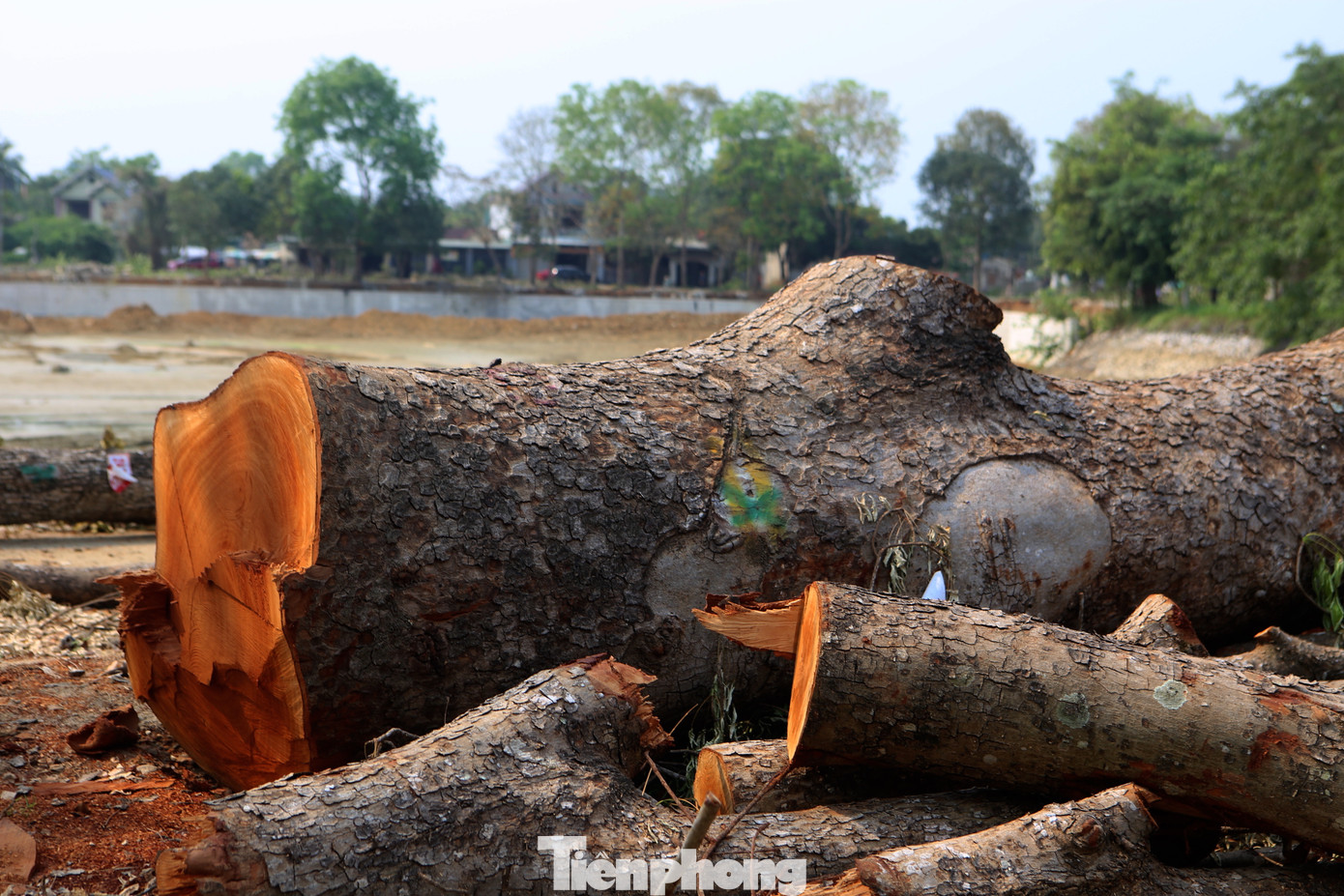 Việc làm này cũng nhận về không ít ý kiến trái chiều và nhiều người dân bày tỏ tiếc nuối khi nghe tin hàng xà cừ cổ thụ có niên đại hàng chục năm sắp bị đốn hạ.