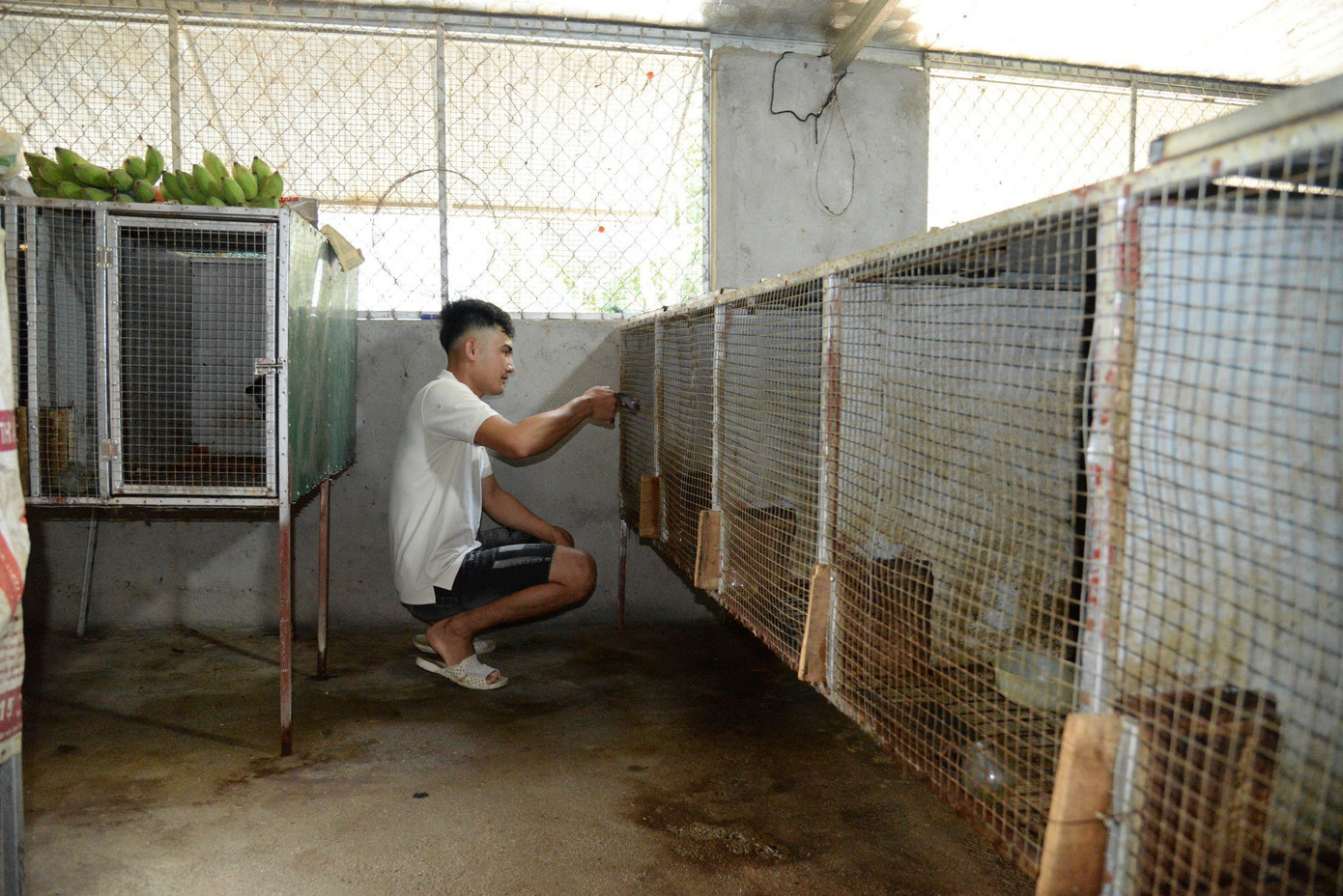 Mô hình kinh tế của anh Sơn cung cấp ra thị trường hơn 30 cặp giống và 30 con chồn thịt/năm.