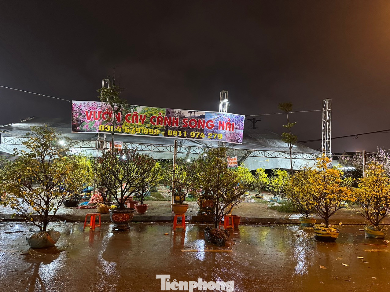 Hoa mai nở vàng rực nhưng khách năm nay ế ẩm, người mua không có.