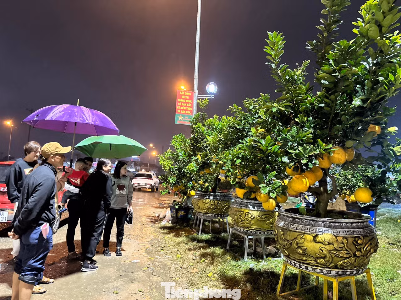 Trong đêm, một số khách đến để xem bưởi cảnh về trưng tại nhà...