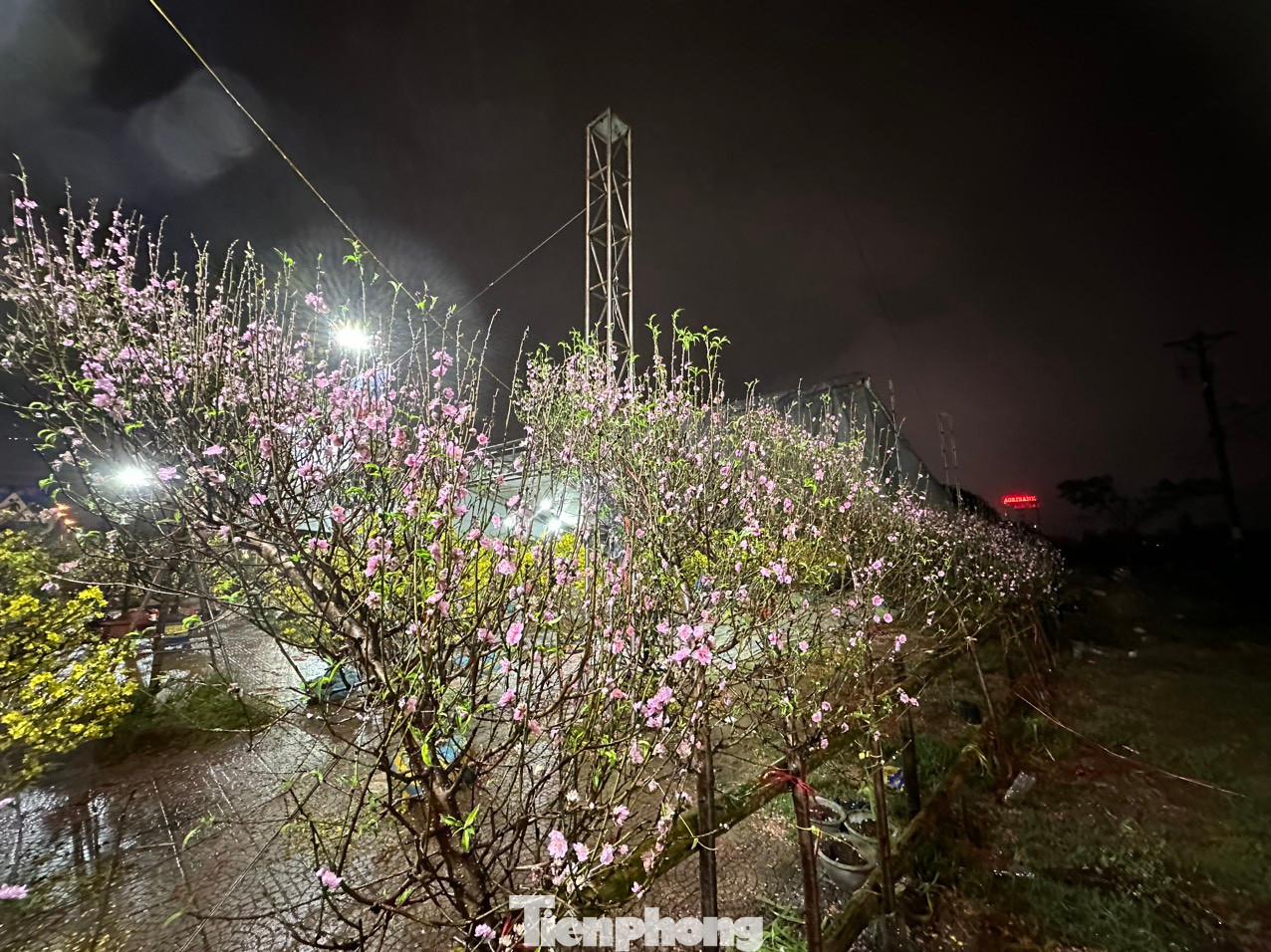 Hoa cúc, đào nở rực đón Tết nhưng vắng khách mua dù đã cận kề Tết.