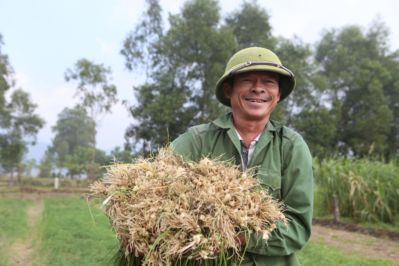 Ông Hoàng Cao Đỉnh (SN 1968, trú thôn Trường Lộc, xã Thiên Lộc) cho biết, gia đình trồng trên 2 sào hành. Hiện tại thu hoạch được trên 50%, số còn lại chủ yếu để phục vụ thị trường dịp Tết. Năm nay, thời tiết thuận lợi nên hành phát triển tốt, năng suất cao.