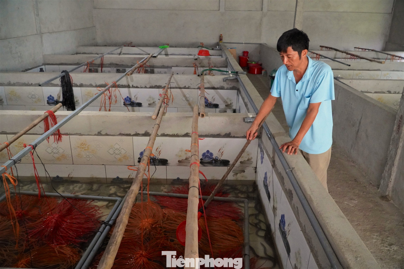 Hiện giá lươn thị trường dao động từ 120-130 nghìn đồng/kg lươn sống, ước tính mô hình nuôi lươn của ông Hà cho doanh thu trên 500 triệu đồng/năm.