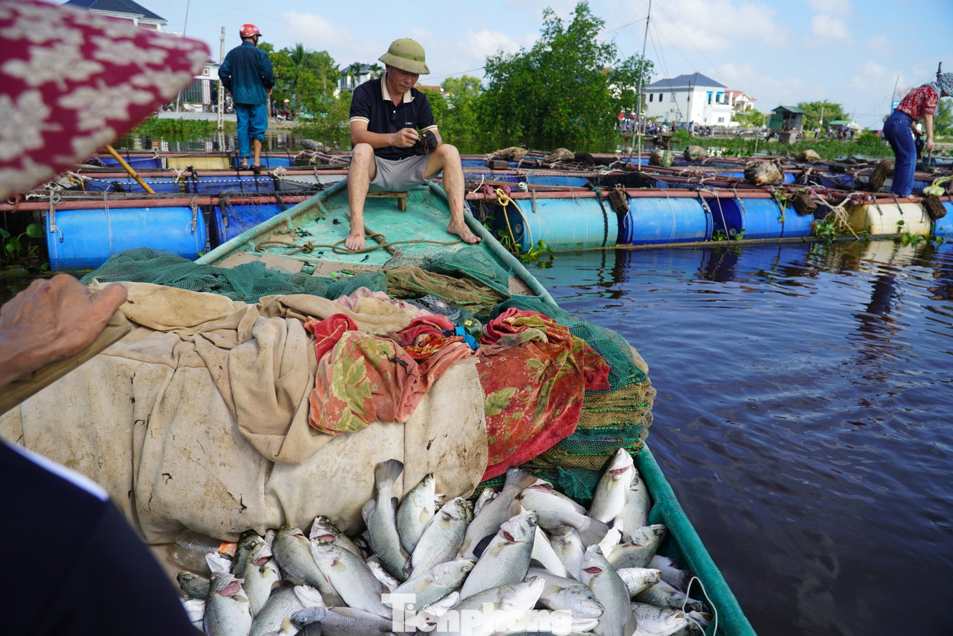 Việc hàng loạt bè cá chết trắng khiến nông dân thất thoát số tài sản lớn. Trong ảnh người dân vợt cá rồi dùng thuyền đưa cá từ lồng bè vào bờ.