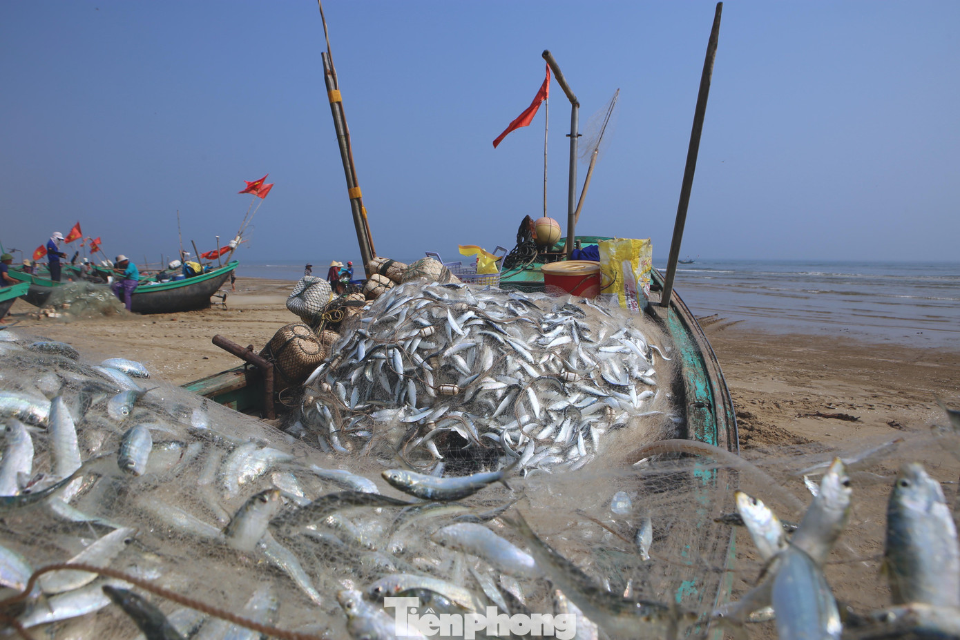 Ngư dân phấn khởi khi trúng đậm mẻ cá trích lớn. Những tấm lưới mắc đầy trích khiến ai nhìn cũng đã mắt. Ngư dân phấn khởi khi trúng đậm mẻ cá trích lớn. Những tấm lưới mắc đầy trích khiến ai nhìn cũng đã mắt.