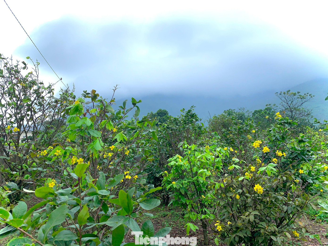 Do thời tiết không thuận lợi, năm nay một số vườn hoa mai đã nở rộ. Nhiều người dân đang thấp thỏm lo sợ dịp Tết giảm nguồn thu.
