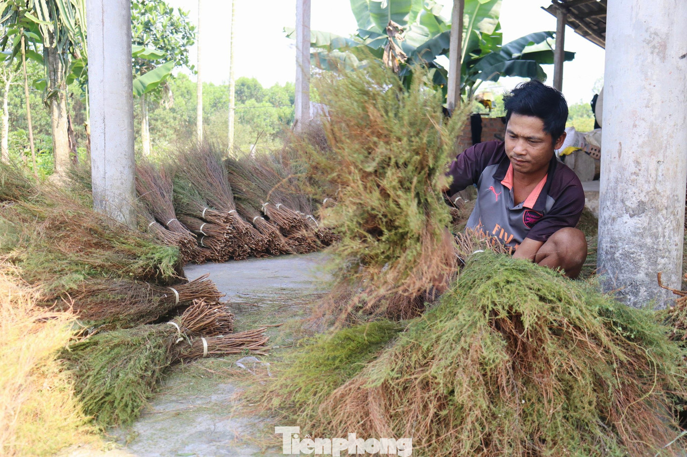 Mỗi chiếc chổi đạt chuẩn phải cột bằng lạt tre chắc chắn, dài khoảng 1m, vừa với tay cầm. Vì chổi trện rất bền, dẻo dai nên được người dân sử dụng khá phổ biến.