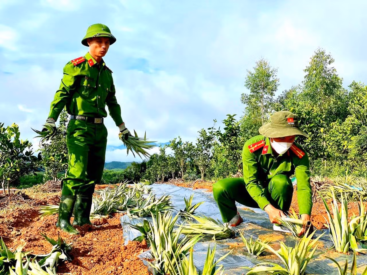 Các chiến sĩ Công an huyện Vũ Quang (Hà Tĩnh) miệt mài giúp người dân trồng dứa trên những ngọn đồi hoang.