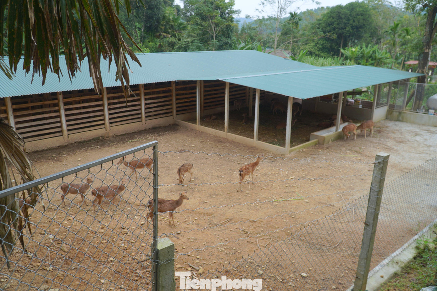 Trang trại nuôi hươu của anh Tiệp ở khu vực đồi núi của gia đình.