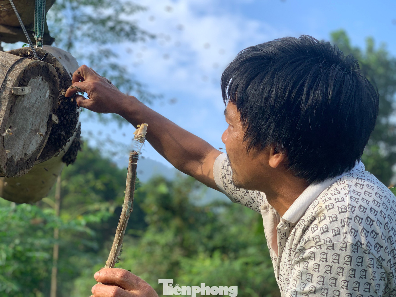 Ong sứ là loài được cử đi để tìm nơi ở mới. Chúng thường dò thăm ở những cây cổ thụ, cột điện. Để “dụ” loài này, anh Thao đốt lửa chờ đợi. Sau khi phát hiện ong, thợ săn sẽ nhanh chóng dùng vợt để bắt. Sau đó, khéo léo cho ong sứ vào tổ ong mồi và bịt kín nhốt khoảng 3 phút sau rồi mở cửa. Ong sứ là loài được cử đi để tìm nơi ở mới. Chúng thường dò thăm ở những cây cổ thụ, cột điện. Để “dụ” loài này, anh Thao đốt lửa chờ đợi. Sau khi phát hiện ong, thợ săn sẽ nhanh chóng dùng vợt để bắt. Sau đó, khéo léo cho ong sứ vào tổ ong mồi và bịt kín nhốt khoảng 3 phút sau rồi mở cửa.