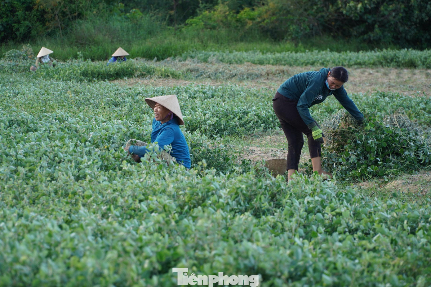Cây kim tiền thảo là cây dược liệu được trồng ở mảnh đất này. Sau khi thu hoạch sẽ bán cho công ty dược để chế biến làm thuốc.