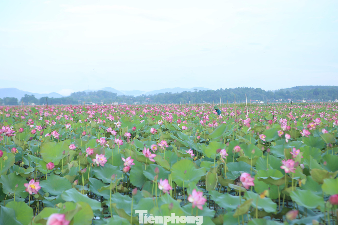 Đầu tháng 5 Âm lịch cũng là dịp vào vụ thu hoạch đài sen. Tại đầm sen Thanh Châu (thị trấn Thạch Hà, tỉnh Hà Tĩnh), từ tờ mờ sáng, người dân chuẩn bị thuyền nhôm, ủng, túi để xuống đầm sen.