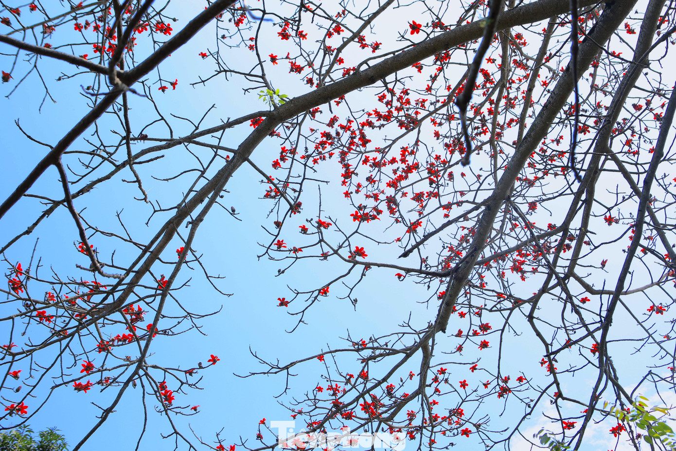 Theo bà, từ khoảng 10/3 là hoa bắt đầu nở rộ, từ 15-20/3 là giai đoạn hoa gạo nở đẹp nhất. Nhiều người dân xung quanh và thành phố thường xuyên đến đây để chụp ảnh lưu niệm vào thời điểm hoa nở rộ.