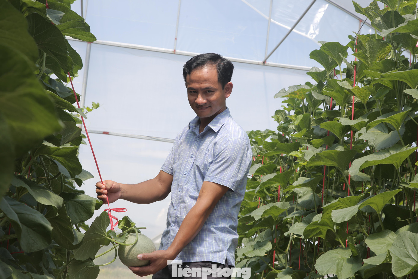 Anh Mạnh xây dựng mô hình dưa lưới đến nay mới được 2 năm nhưng mang lại kinh tế cao.