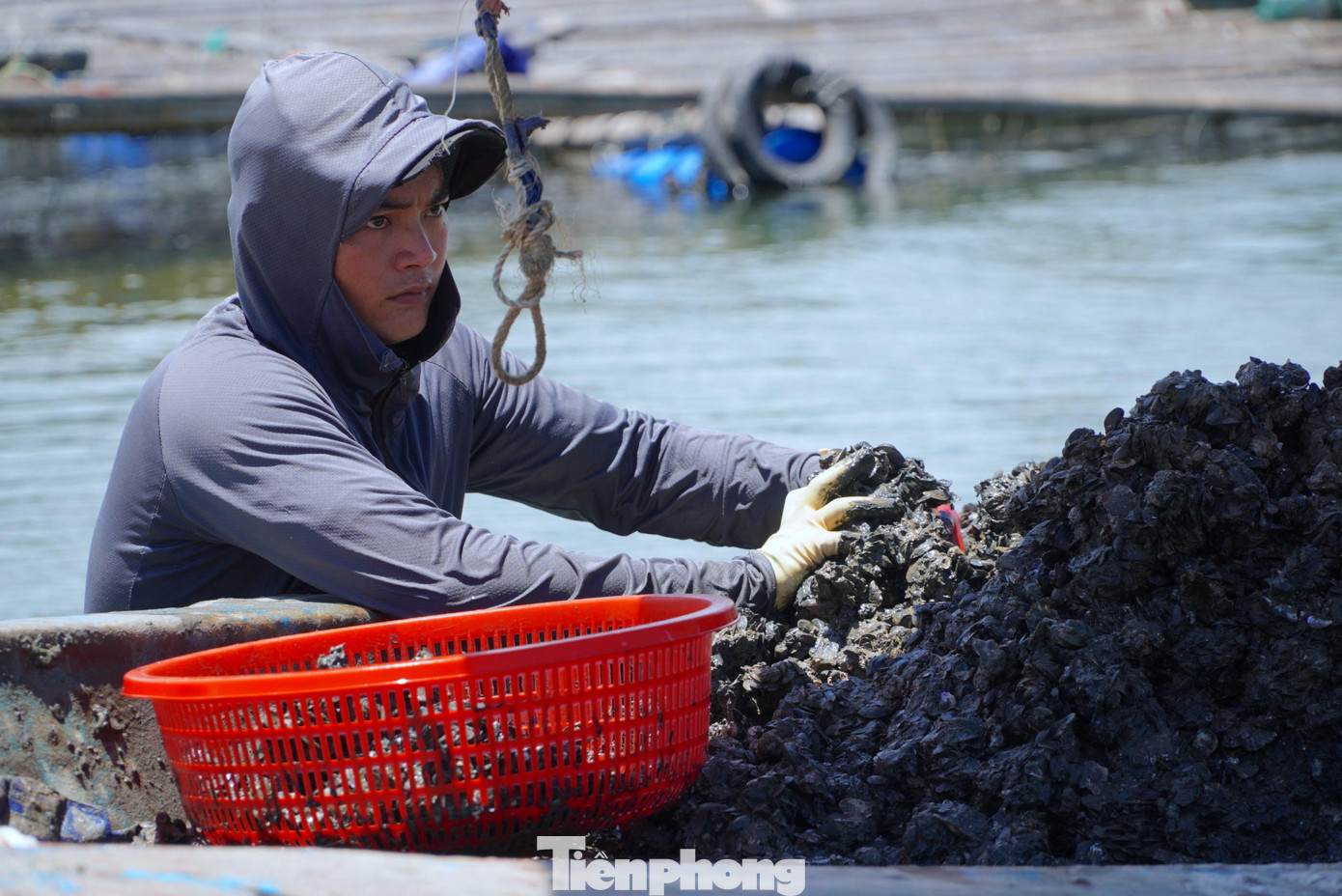 Sau khi vẹm được đưa vào rổ, người dân phải rửa sạch tại chỗ, sau đó đóng theo từng bao tải để bán cho thương lái.