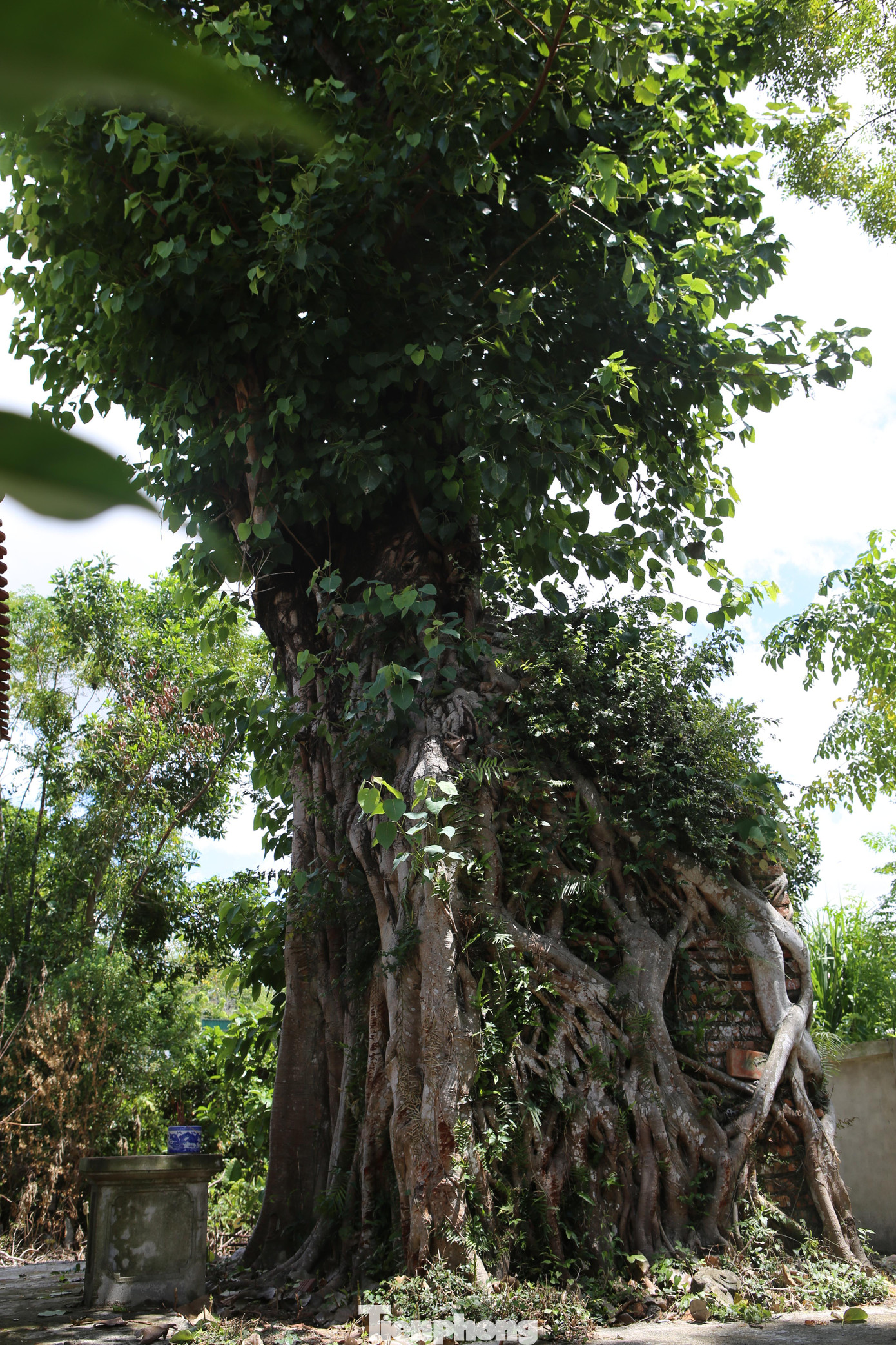 Phía sau thượng điện có một cây bồ đề cổ thụ mọc ngay trên đỉnh tháp, ôm ấp che chở am suốt hàng trăm năm qua.