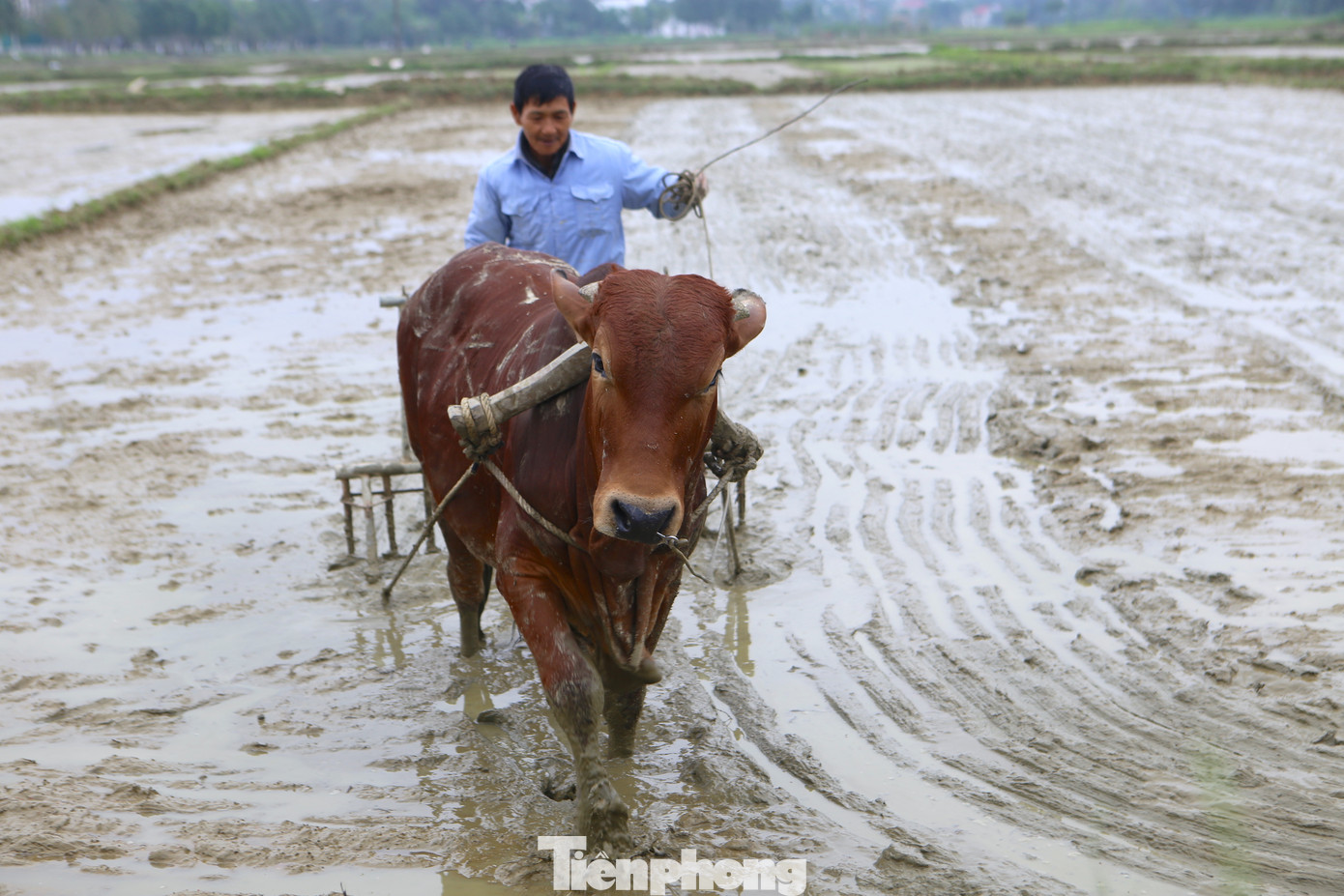 Những ngày qua, nhiệt độ ở Hà Tĩnh xuống thấp từ 11 -13 độ C, có thời điểm xuống dưới 10 độ C. Tuy nhiên, dưới cái lạnh như cắt da, cắt thịt, tại các cánh đồng, người nông dân vẫn tất bật gieo mạ, cày cấy để kịp thời vụ. Những ngày qua, nhiệt độ ở Hà Tĩnh xuống thấp từ 11 -13 độ C, có thời điểm xuống dưới 10 độ C. Tuy nhiên, dưới cái lạnh như cắt da, cắt thịt, tại các cánh đồng, người nông dân vẫn tất bật gieo mạ, cày cấy để kịp thời vụ.