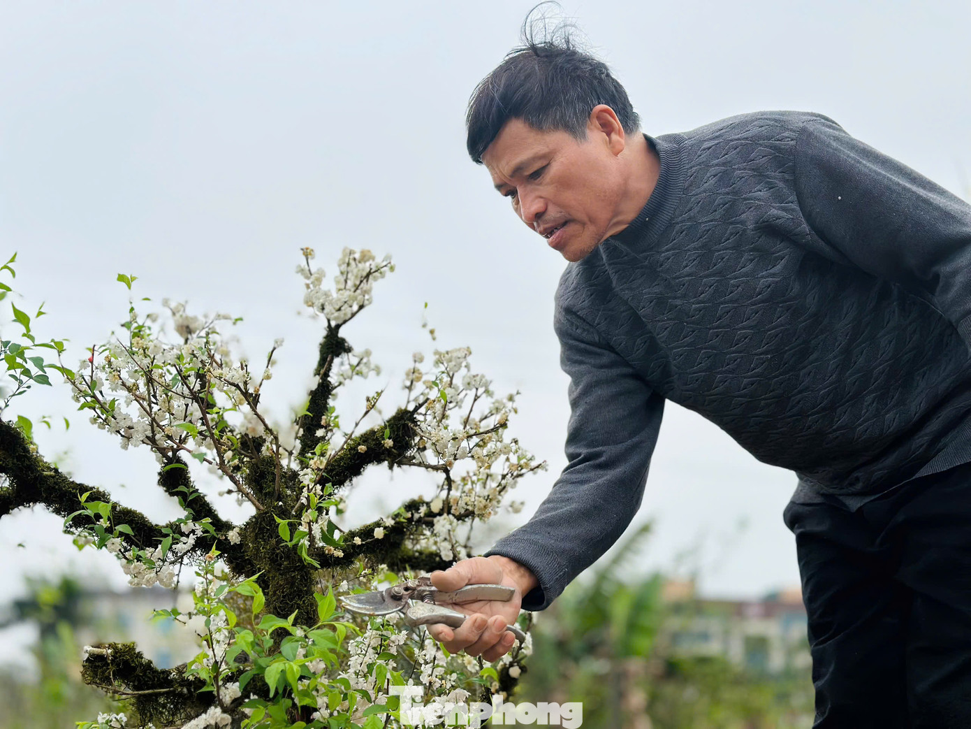 Theo ông Quang giá mỗi gốc thuê trồng lại giá từ vài trăm ngàn đồng đến tiền triệu, tuỳ theo loại. Yêu cầu cây phải nở hoa đúng dịp Tết, đảm bảo cây không bị còi cọc, chết. Trước đây số lượng người gửi ít hơn, song vài năm gần đây nhiều người biết đến nên năm nay vườn nhận chăm sóc cho 150 gốc đào, cây cảnh sau Tết. Theo ông Quang giá mỗi gốc thuê trồng lại giá từ vài trăm ngàn đồng đến tiền triệu, tuỳ theo loại. Yêu cầu cây phải nở hoa đúng dịp Tết, đảm bảo cây không bị còi cọc, chết. Trước đây số lượng người gửi ít hơn, song vài năm gần đây nhiều người biết đến nên năm nay vườn nhận chăm sóc cho 150 gốc đào, cây cảnh sau Tết.