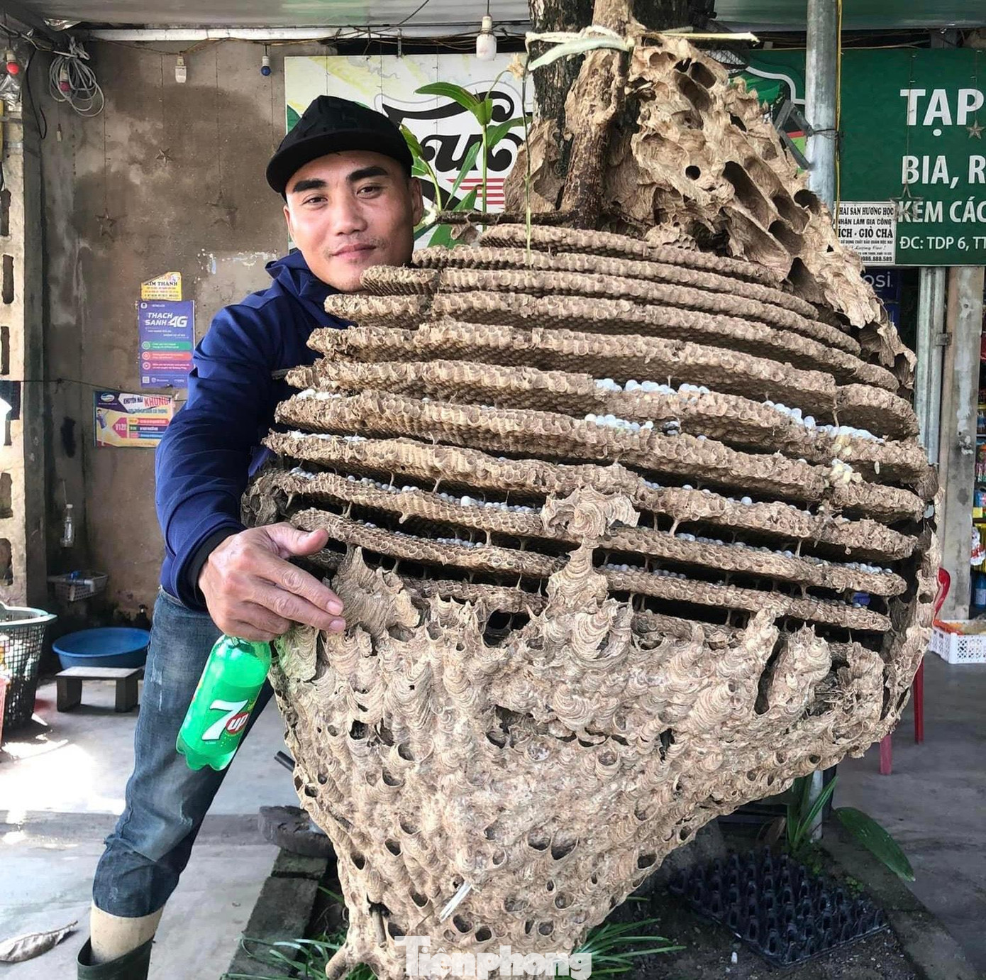 Anh Nguyễn Kim Dũng đã phát hiện một tổ ong “khủng” nặng 21kg. Anh Nguyễn Kim Dũng đã phát hiện một tổ ong “khủng” nặng 21kg.