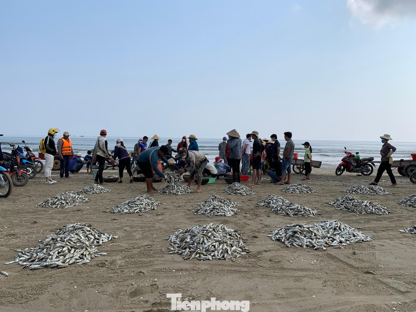 Những ngày qua, vùng biển gần bờ Hà Tĩnh xuất hiện các luồng cá đù lớn. Có những đợt lưới kéo lên hàng tấn cá đù khiến ngư dân bất ngờ.