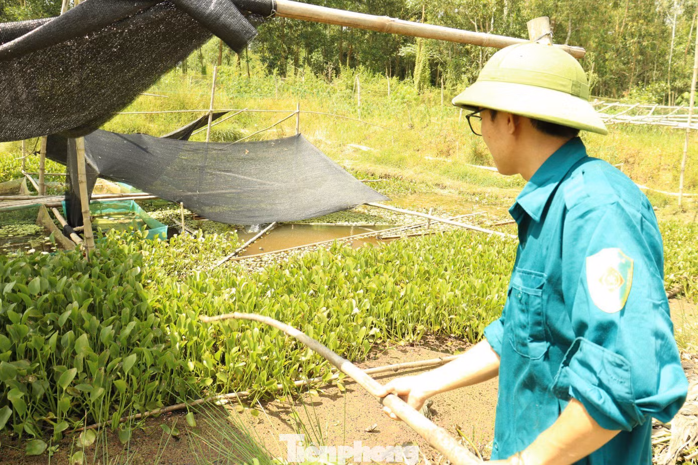 Tận dụng những ngày rảnh rỗi anh Sỹ sẽ ra đồng vớt bèo về thả cho ốc ăn.