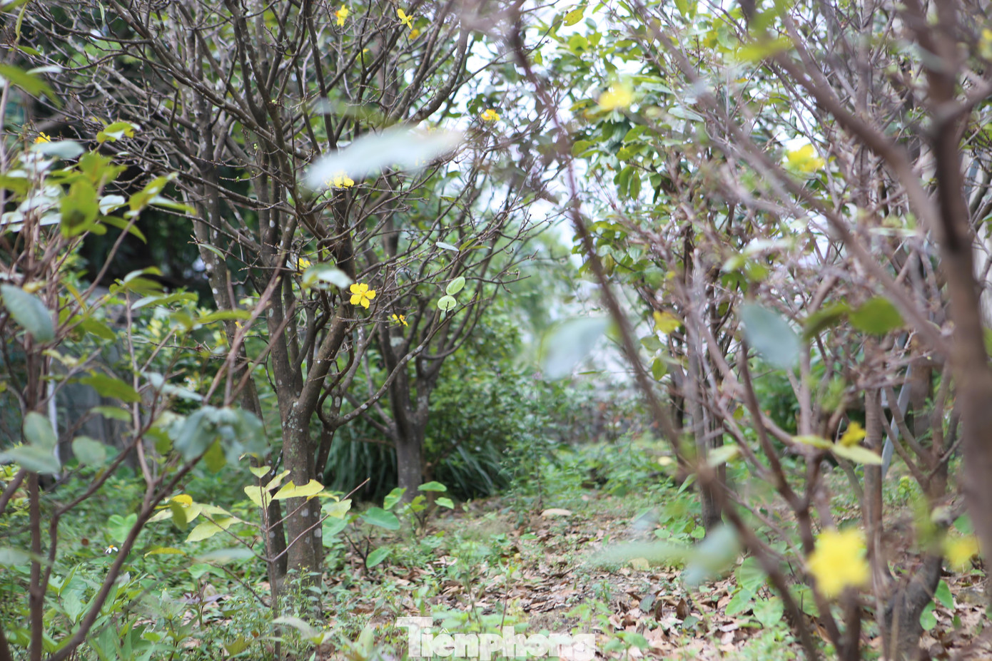 Những năm trước, dịp này các vườn mai lá đang um tùm, thế nhưng gần 2 tuần trở lại đây, mai bắt đầu có hiện tượng rụng lá, một số gốc đã nở hoa bung bét.