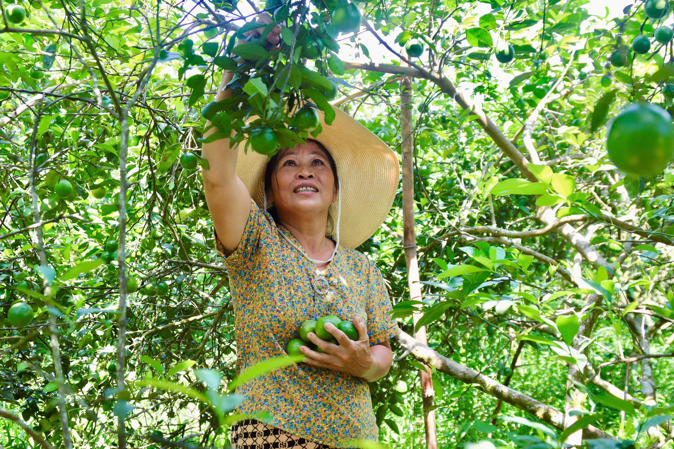 Bà Nguyễn Thị Thường (thôn Cao Phong) thu hoạch chanh xuất bán cho thương lái. Bà Nguyễn Thị Thường (thôn Cao Phong) thu hoạch chanh xuất bán cho thương lái.