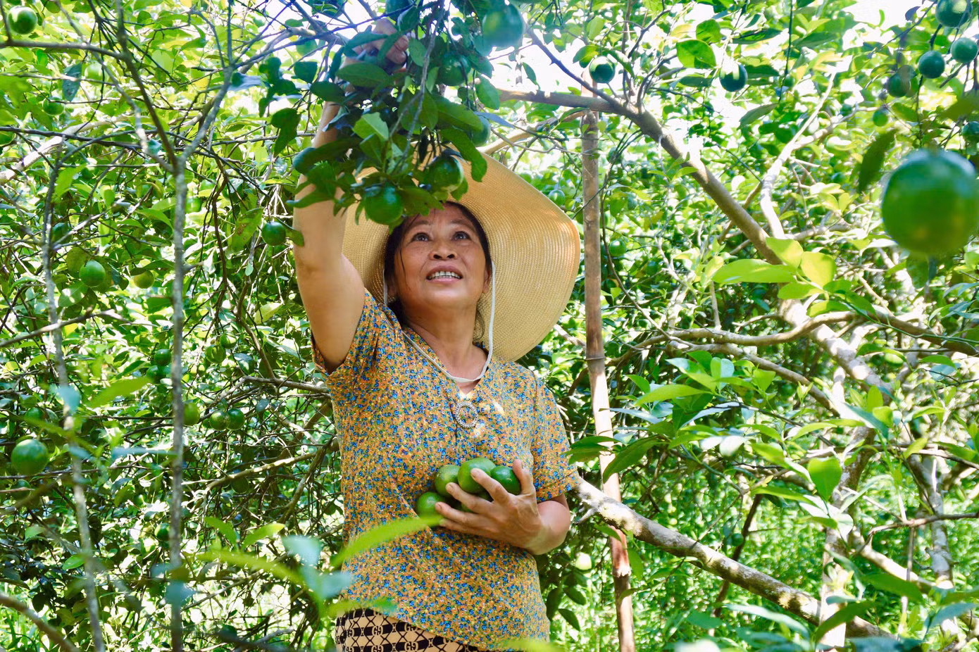 Bà Nguyễn Thị Thường (thôn Cao Phong) thu hoạch chanh xuất bán cho thương lái.