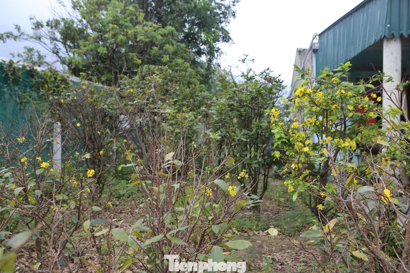 Có những vườn lá tự rụng và mai nở rộ trên 20% diện tích.