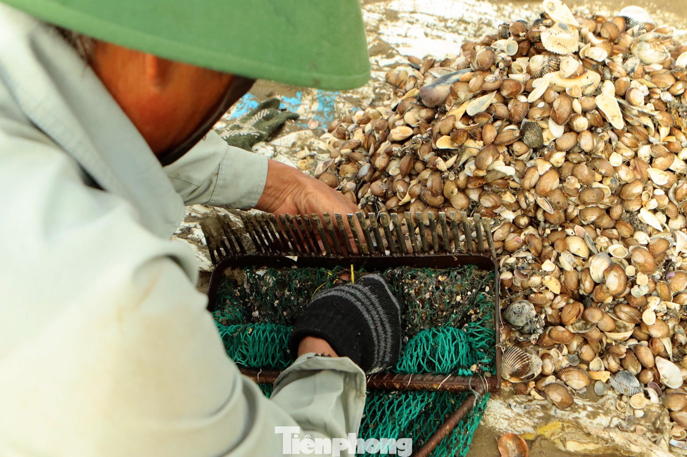 Sò lông xuất hiện gần bờ, ngư dân chỉ cần đi ra khoảng 80-100m là đã cào được sò. Trong ảnh ngư dân sử dụng chiếc cào kèm lưới để bắt sò.