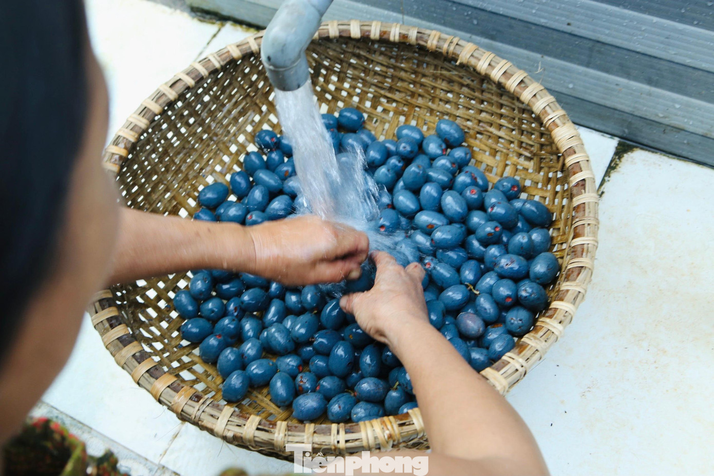 Cọ sau khi hái sẽ cho vào rổ tre, vừa xả nước, vừa xóc để cạo bỏ lớp vỏ bên ngoài. Cọ sau khi hái sẽ cho vào rổ tre, vừa xả nước, vừa xóc để cạo bỏ lớp vỏ bên ngoài.