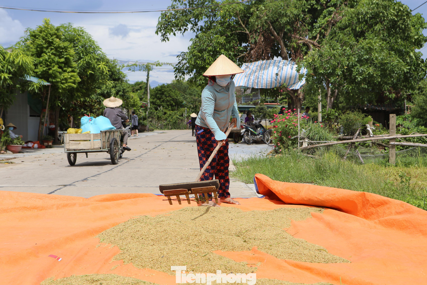 &quot;Gặt đến đâu đổ phơi ngay khi trời còn chưa mưa để lúa ráo, tránh bị mọc mầm. Hiện tại, lúa chỉ mới chín 70%, nhưng cũng phải ra gặt vì nếu để vài ngày nữa sợ mưa ngập hết, khi đó lại mất trắng&quot;, bà Lê Thị Hải chia sẻ.