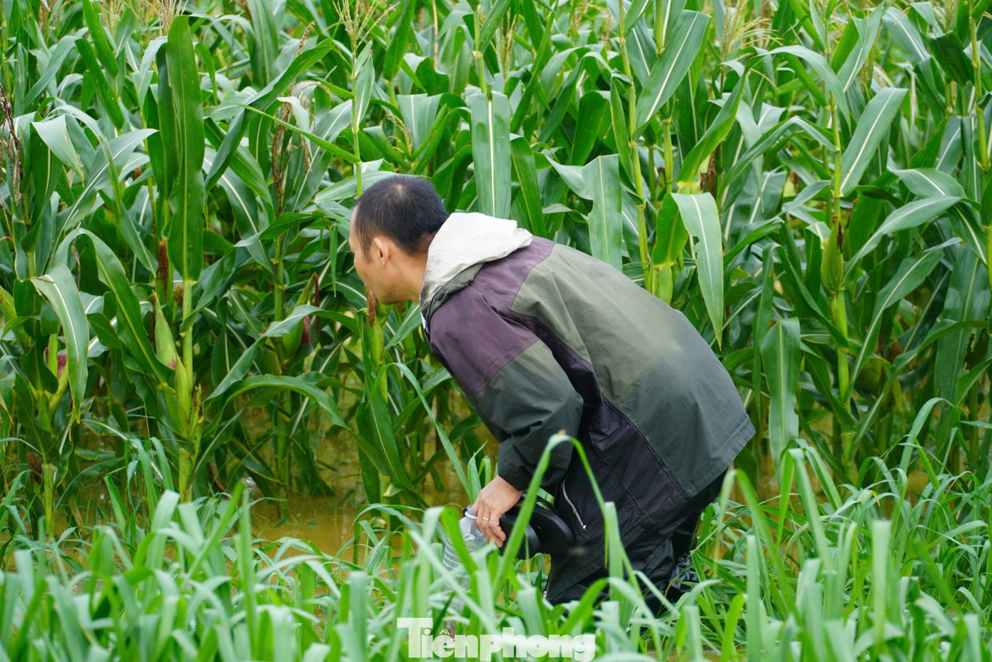 Khi nước lũ dâng, nhiều con dế rời hang, tìm đến những khu vực cao hơn để tránh trú. Đặc biệt chúng thường trú ẩn ở những cây cỏ, cây ngô người dân trồng ven bờ sông. Vì thế, họ len lỏi vào những nơi trồng ngô, cây cỏ để tìm dế.