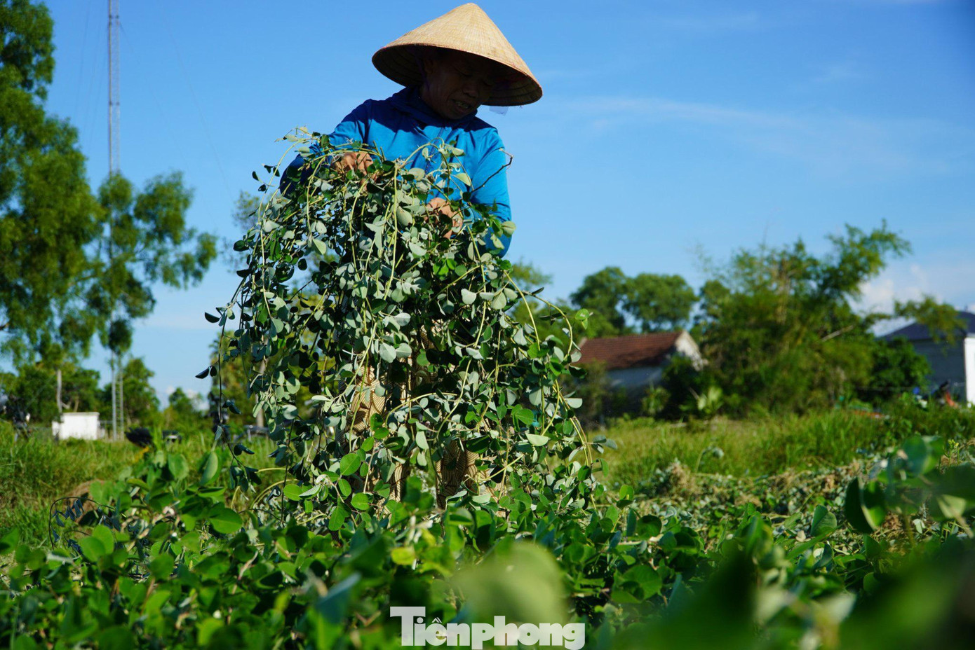 Cây kim tiền thảo phát triển dạng thân dây, sau khi thu hoạch người dân có thể sẽ đem phơi khô trên cánh đồng hoặc đưa về sân nhà.