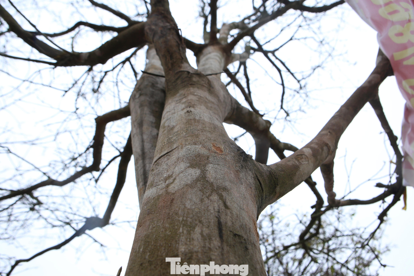 Đối với gốc mai có thế dáng trực này được anh Công rao bán 100 triệu đồng. Gốc mai có đường kính tán rộng khoảng 5,5m, cao 6m, vanh gốc 70 phân.