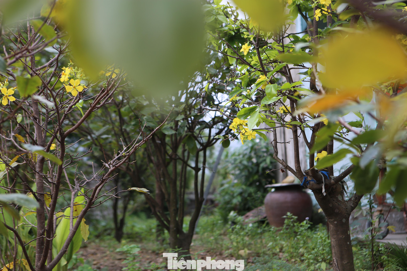 Mai ở Kỳ Nam được trồng tự nhiên, có những gốc hơn 20 năm tuổi.