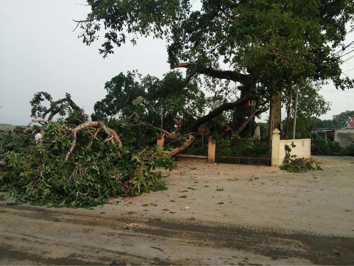 Cây đa có lịch sử hơn 300 năm tuổi bị gãy nhánh