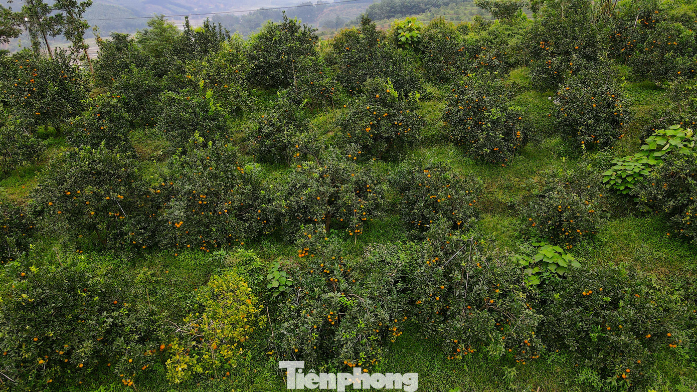 Huyện Hương Sơn, Vũ Quang (Hà Tĩnh) là hai địa bàn trồng nhiều diện tích cam bù, cam chanh nhất tỉnh. Hiện tại mùa quả đặc sản này đang vào vụ thu hoạch. Huyện Hương Sơn, Vũ Quang (Hà Tĩnh) là hai địa bàn trồng nhiều diện tích cam bù, cam chanh nhất tỉnh. Hiện tại mùa quả đặc sản này đang vào vụ thu hoạch.
