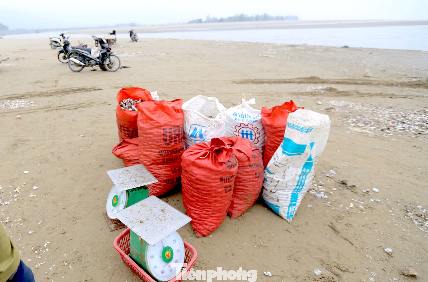 "Sáng sớm tôi cùng 3 người trong gia đình ra biển bắt sò. Chỉ vài tiếng đồng hồ đã bắt được 50kg sò lông. Vì sóng biển lớn nên việc bắt sò cũng gặp không ít khó khăn, nhưng vui vì kiếm được thêm nguồn thu nhập", ngư dân Dương Thanh Hán (49 tuổi, trú xã Thịnh Lộc) cho biết.