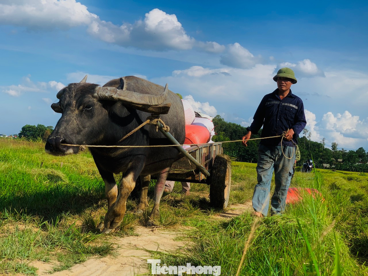 Năm nay, mưa nắng thất thường nhưng bù lại cho năng suất cao kỷ. Dù thóc chưa chín, chưa mẩy nhưng thời điểm này bán được giá 85.000 đồng/kg là có lãi với người nông dân, phương châm "xanh nhà hơn già đồng" bắt buộc phải thực hiện.